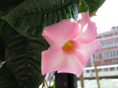 Venice
                        7785; pink flower by my lunch table