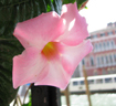 venice pink flower
